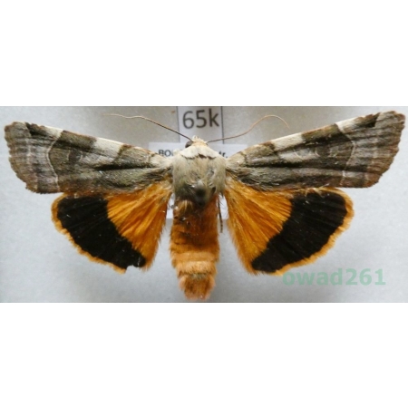 Noctua fimbriata (Schreber, 1759) Rolnica aksamitka Czech65k